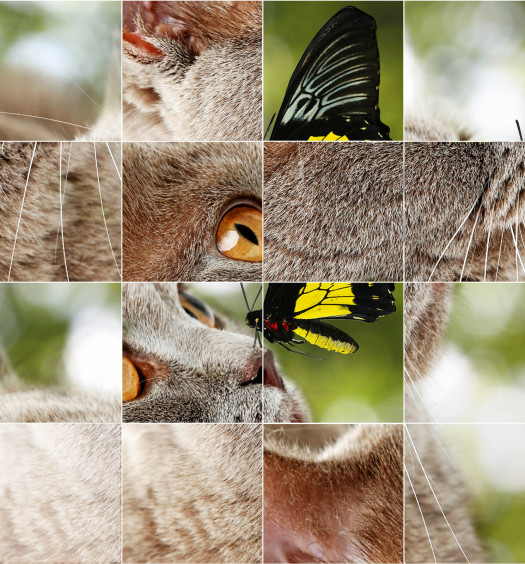 puzzle gatti