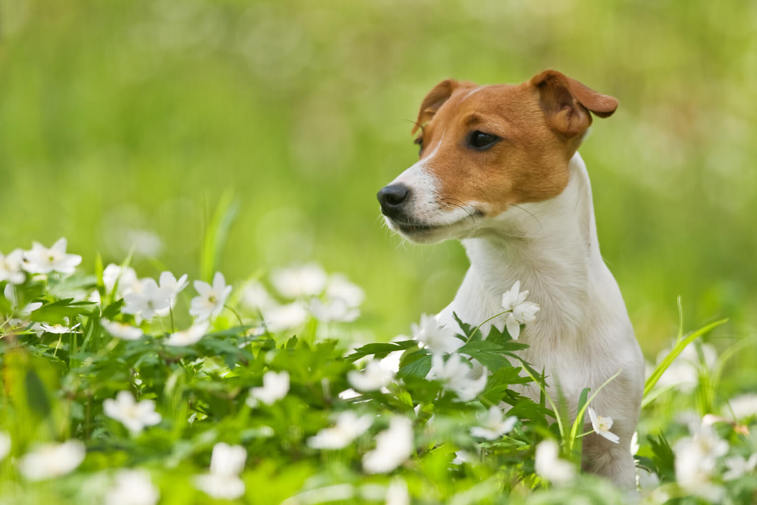 jack russll 11 motivi per cui non è un peluche