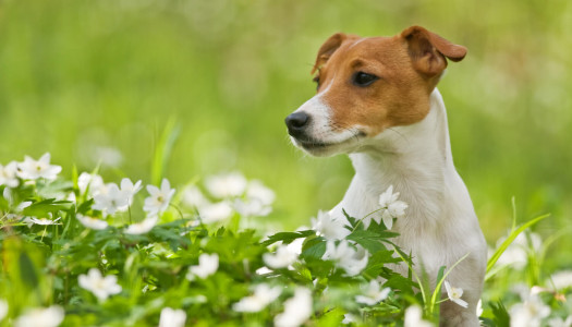 Jack Russell Terrier: 11 motivi per cui non è un peluche