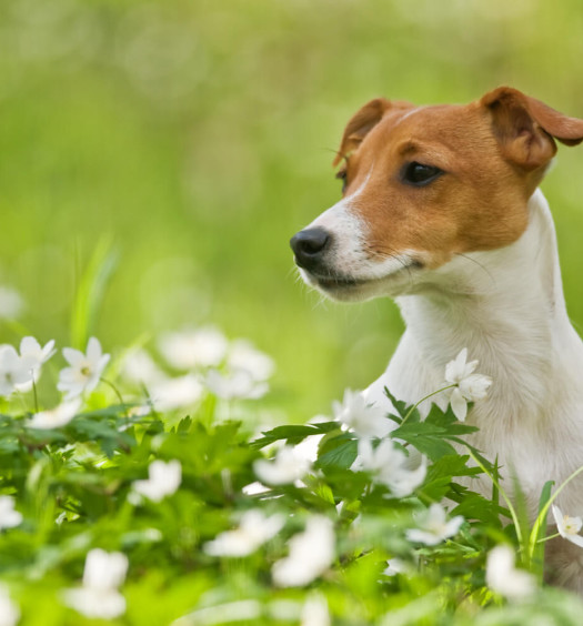 jack russll 11 motivi per cui non è un peluche
