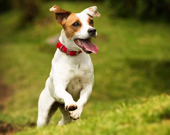 jack russell agile