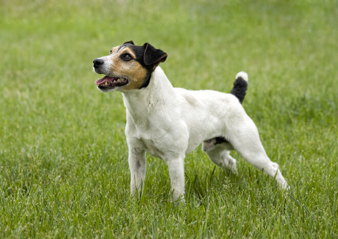 jack russell carattere