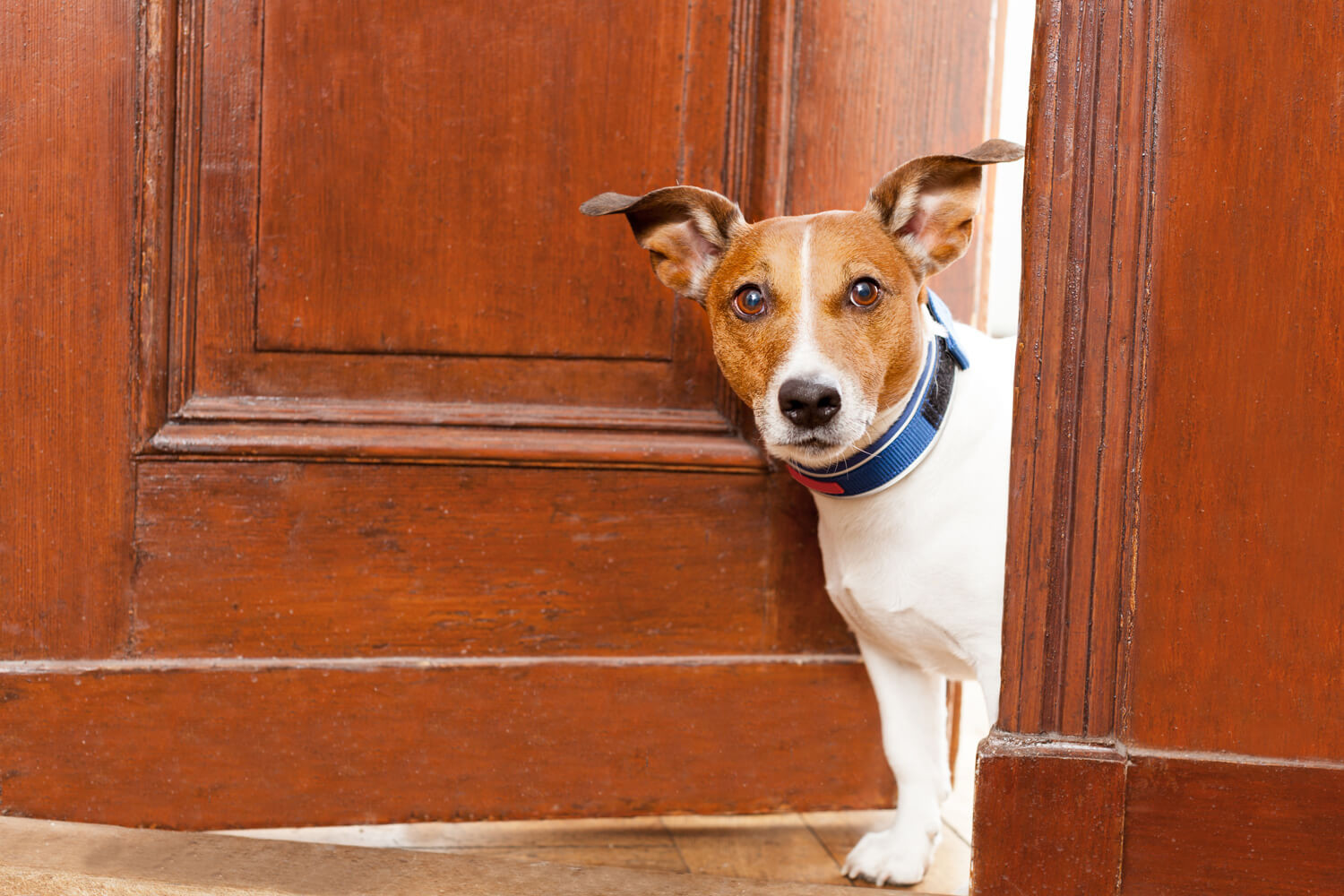 jack russell razze di cani