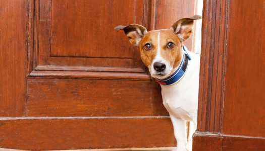 Jack Russell Terrier: storia, carattere e standard