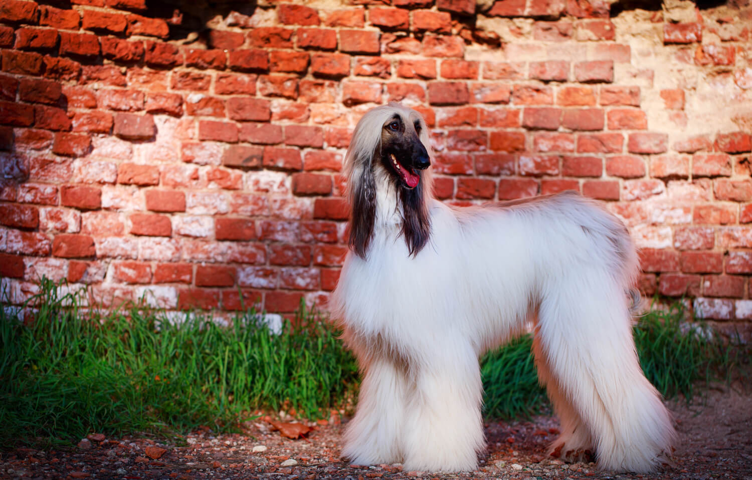 levriero afgano curiosità