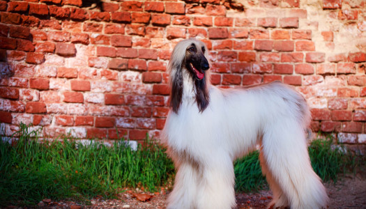 Levriero Afgano: 9 curiosità su questa razza