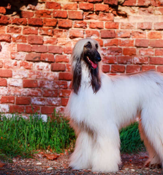 levriero afgano curiosità