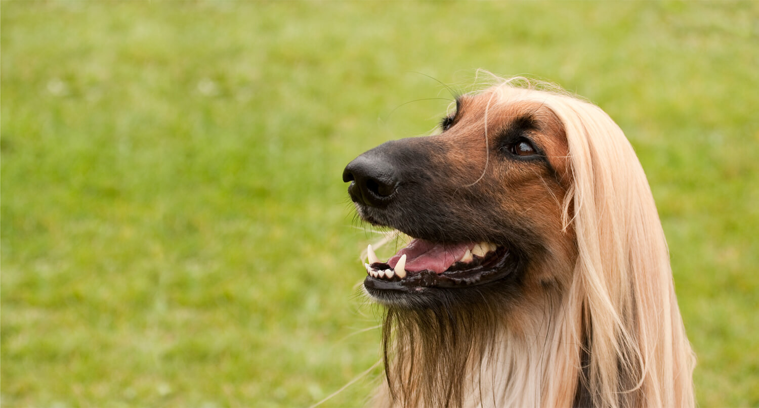 razze di cani levriero afgano