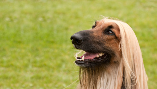 Levriero Afgano: storia, carattere e standard