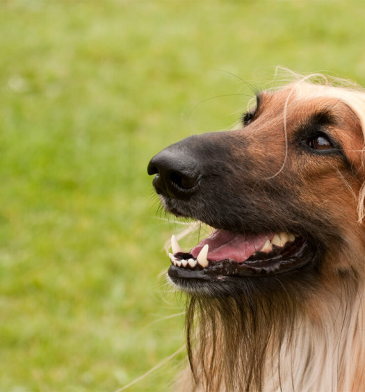 razze di cani levriero afgano