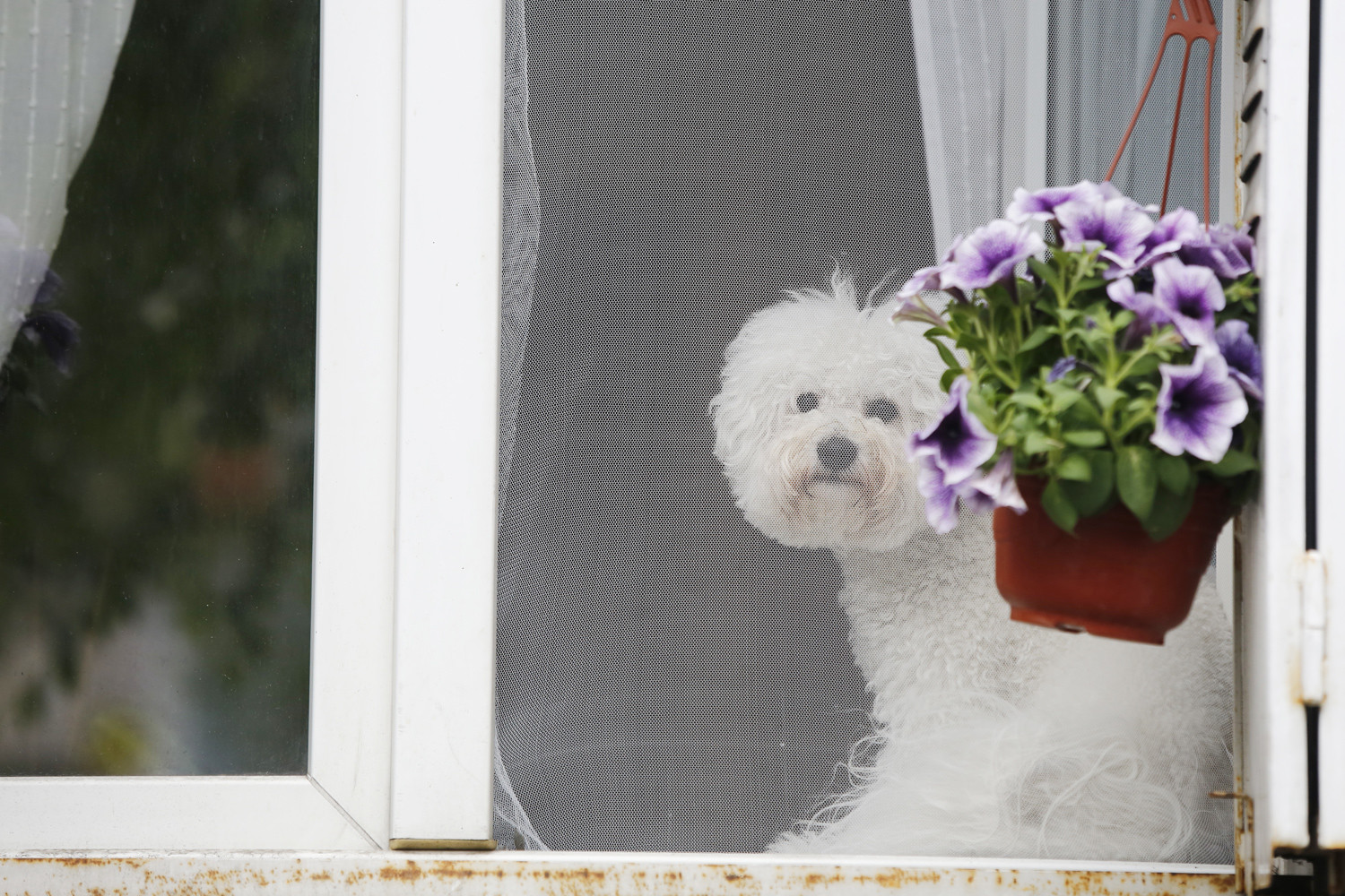 malattie dei cani zanzare
