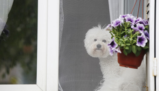 Perché le zanzare sono pericolose?