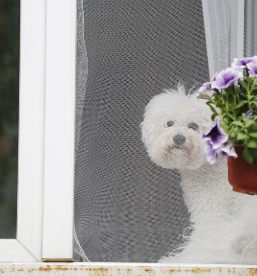 malattie dei cani zanzare