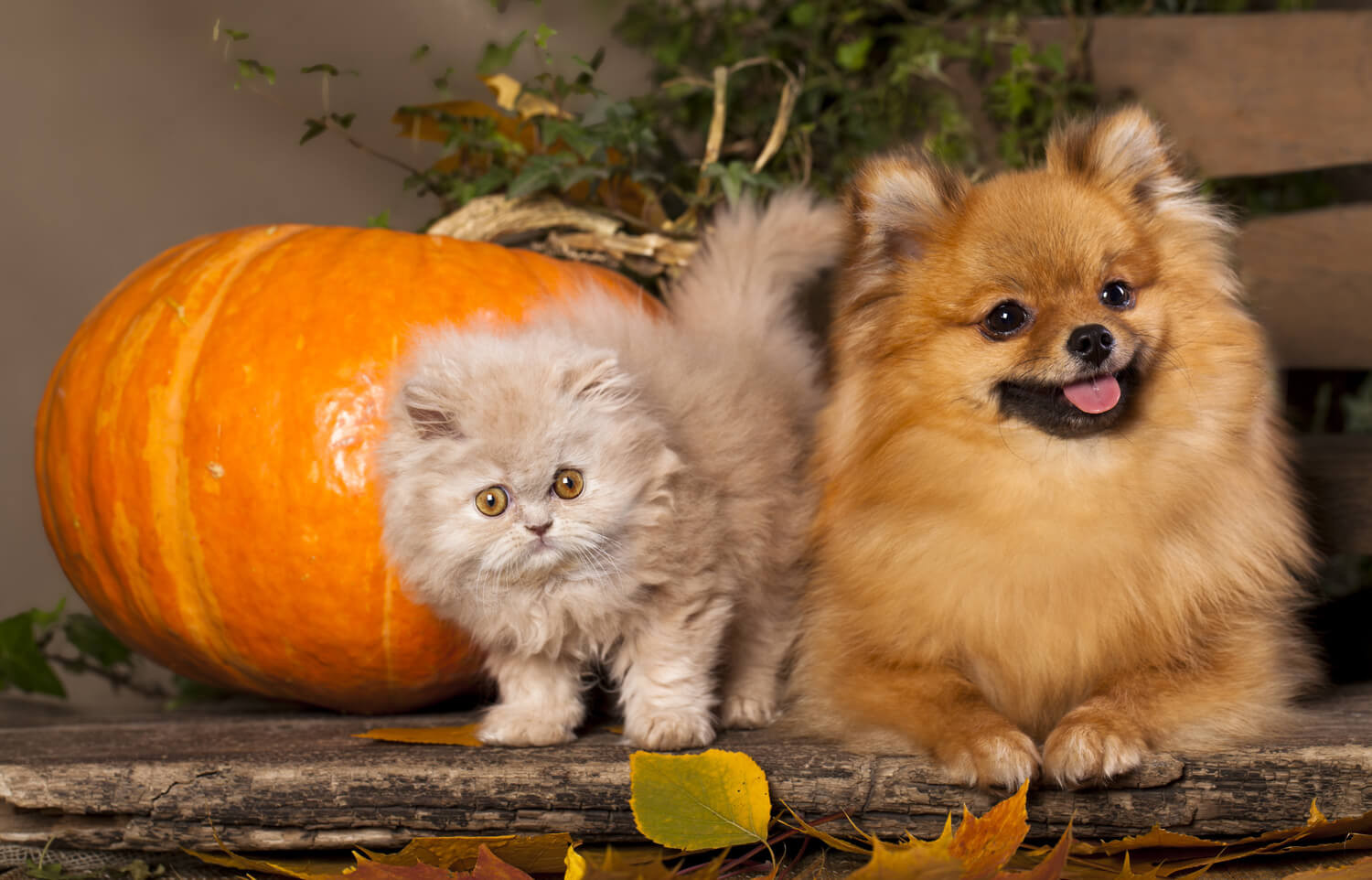 muta del cane e del gatto