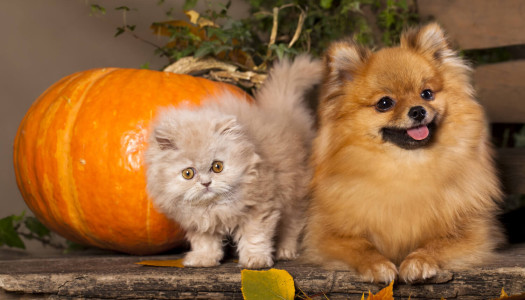 La muta del cane e del gatto