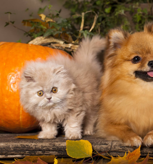 muta del cane e del gatto