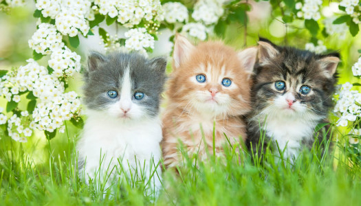 Quanto conosci le razze dei gatti?