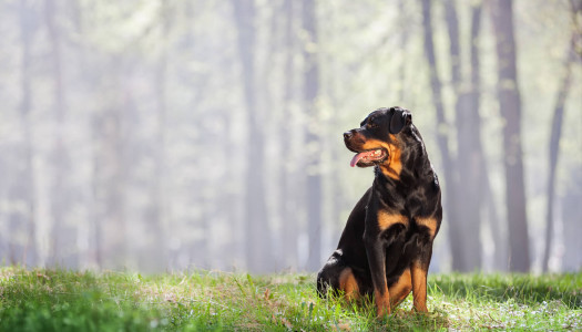 Rottweiler: 8 casi di cani supereroi
