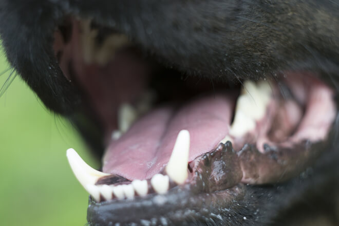 rottweiler morde rapinatori