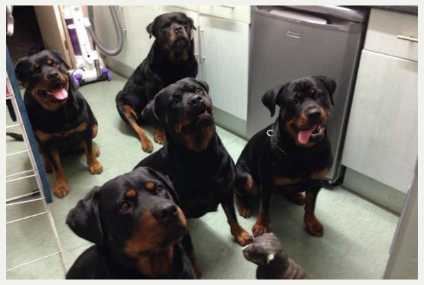 rottweiler salvano donna ferita