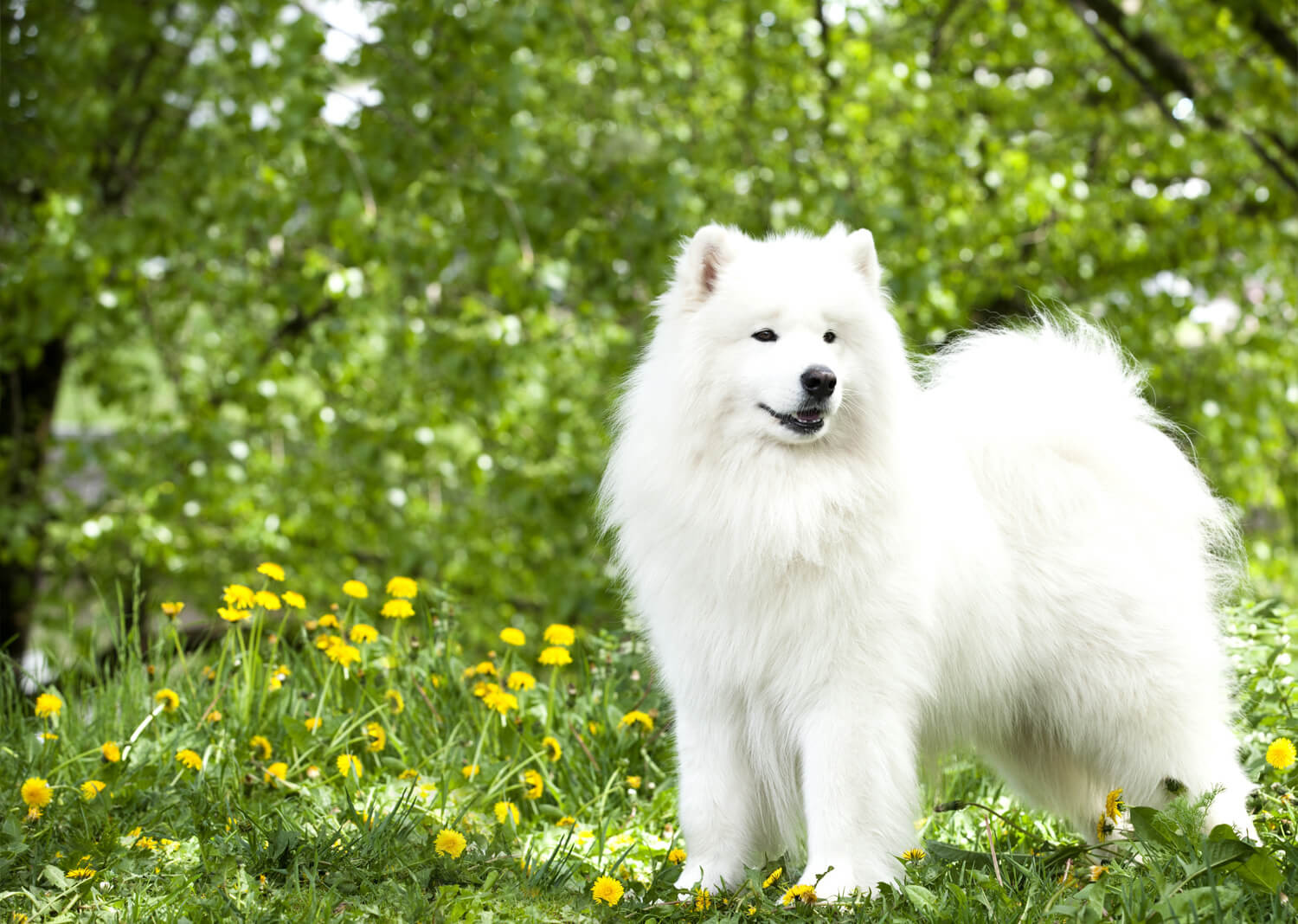 razze di cani samoiedo