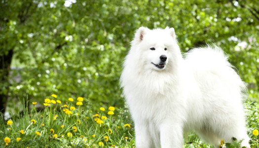 Samoiedo: storia, carattere e standard