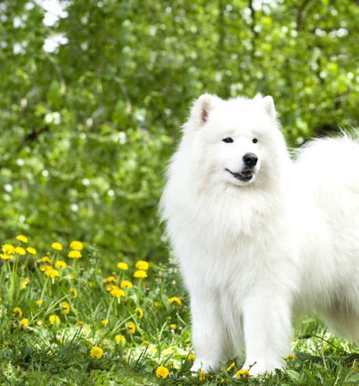 razze di cani samoiedo