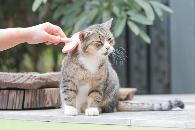 spazzolare il gatto