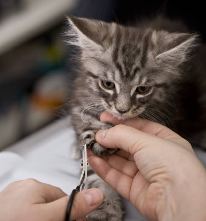 tagliare le unghie del gatto