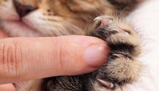 Tagliare le unghie del gatto: maneggiare con cura