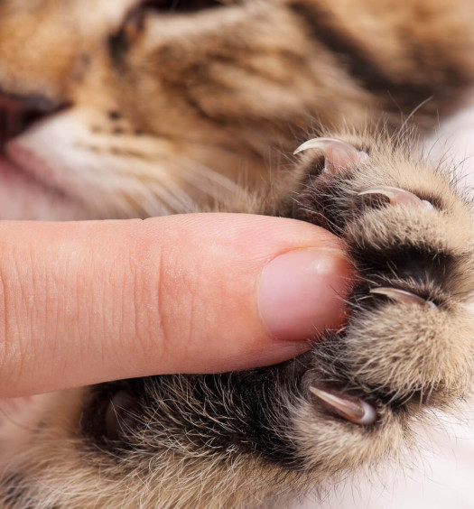 tagliare artigli gatto