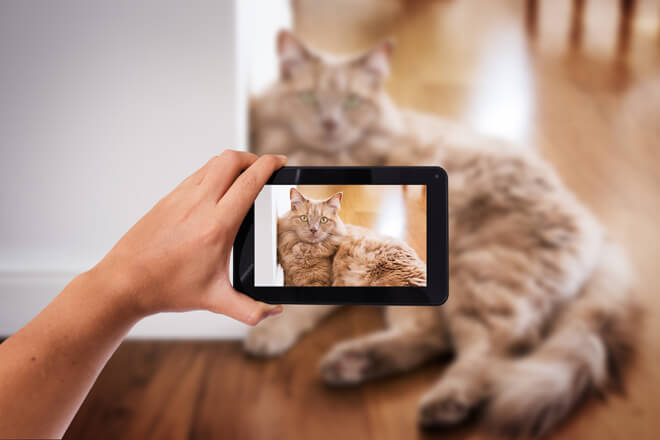 video-gatti-divertenti