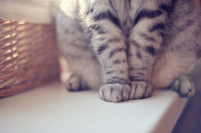 gatto zampe seduto