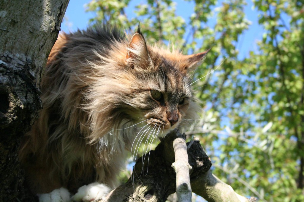 adozione consapevole di gatti