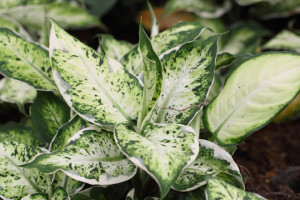 DIEFFENBACHIA