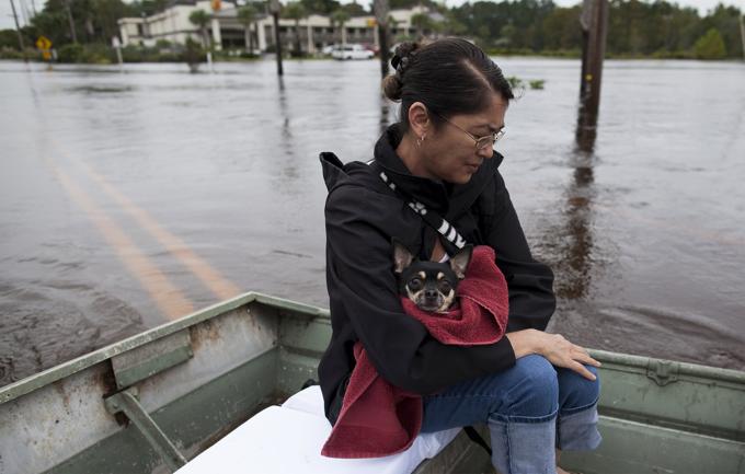 Il cane Lucky salvato da alluvione 3