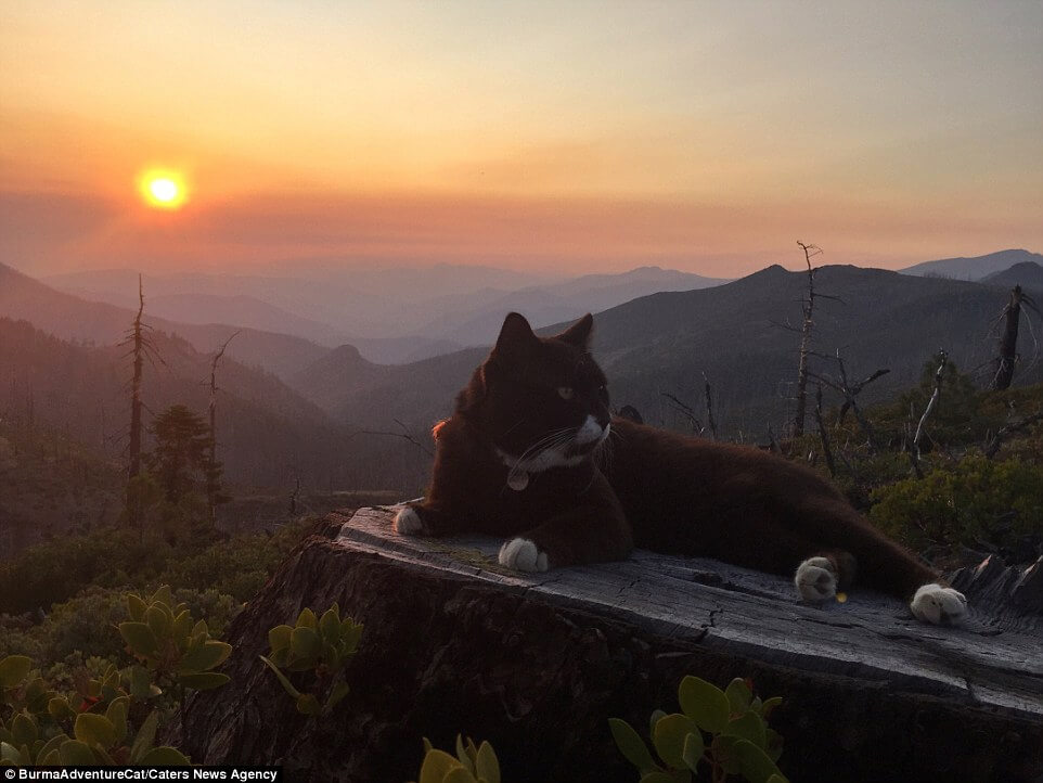 The_original_adventure_cat_settles_down_at_sunset_in_Oregon_afte