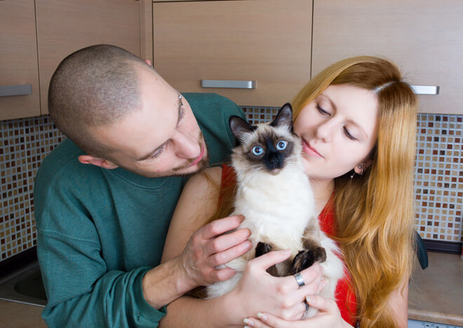 adozione-di-gatti-famiglia