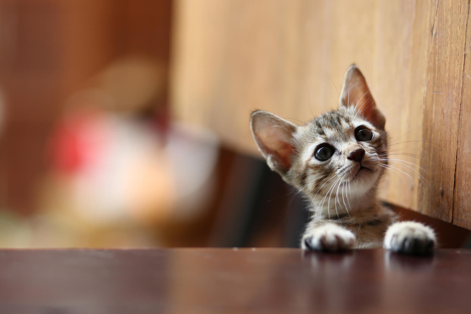 adozioni di gatti parte prima