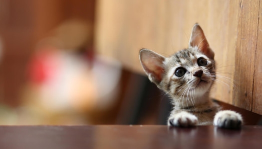 Adottare un gatto: una scelta che richiede consapevolezza