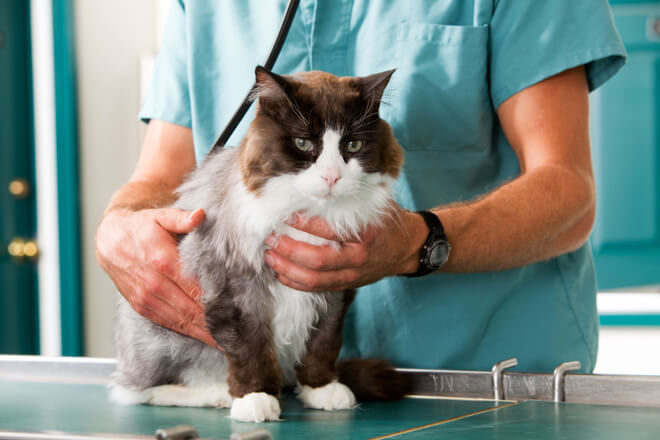 adozione di gatti veterinario cure