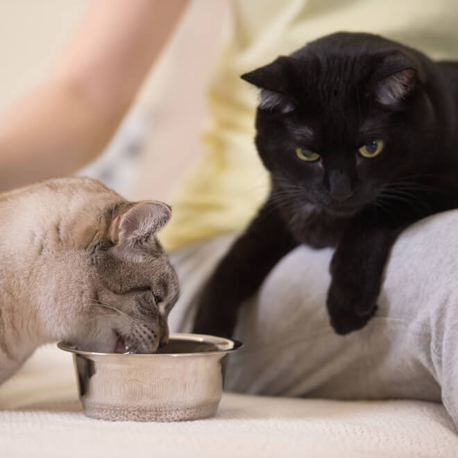 adozione con gatto preesistente