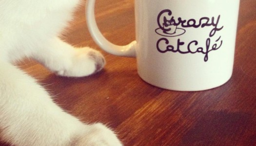 Apre a Milano il Bar dei Gatti