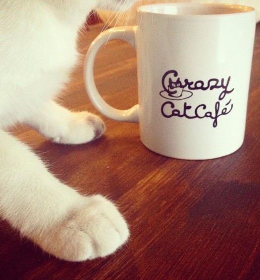 crazy cat cafè