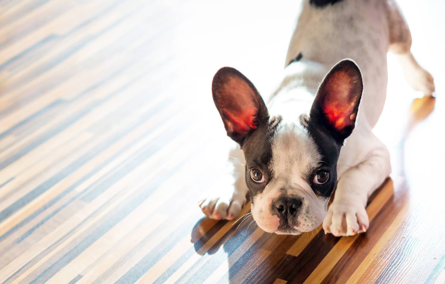 Bulldog Francese 8 motivi che lo rendono unico