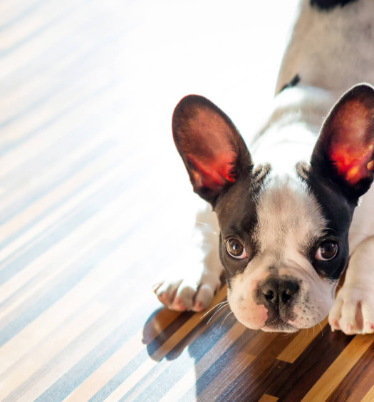 Bulldog Francese 8 motivi che lo rendono unico