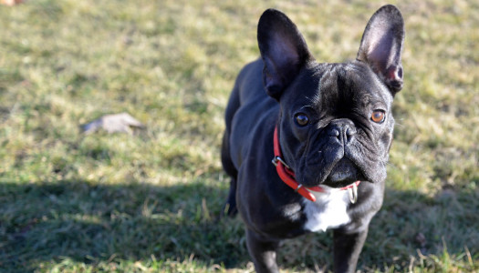 Bulldog Francese: storia, carattere e standard