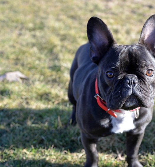 Bouledogue Français nero con petto bianco