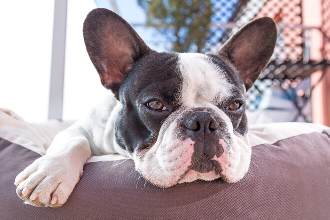 Bulldog Francese orecchie