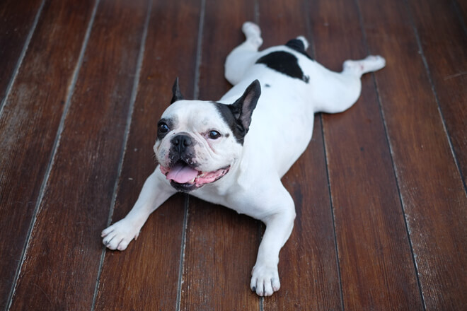 Bulldog Francese posa ranocchia